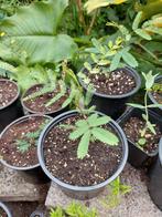 Acacia dealbata planten, Ophalen of Verzenden, Zomer, Overige soorten, Volle zon