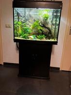 Groot aquarium met kast nieuwe zuiveringsinstallatie pomp, Dieren en Toebehoren, Ophalen, Gebruikt, Gevuld zoetwateraquarium