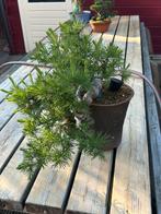 Lariks cascade bonsai, Ophalen, Bloeit niet, Halfschaduw, Overige soorten