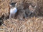 1 tamme boerderij kitten, een kater, Dieren en Toebehoren, Katten en Kittens | Overige Katten, Meerdere dieren, Kortharig, 0 tot 2 jaar