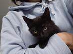 Kitten van 12 weken, mannetje, Dieren en Toebehoren, Katten en Kittens | Overige Katten, Kater, 0 tot 2 jaar