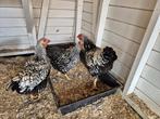 2 hennen 1 haan wyandotte, Meerdere dieren, Kip