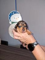 Mooi dwergteckel teefje, Rabiës (hondsdolheid), 8 tot 15 weken, Korthaar, Teef