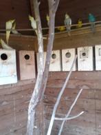 vogels, Dieren en Toebehoren, Vogels | Parkieten en Papegaaien, Meerdere dieren, Parkiet, Geringd