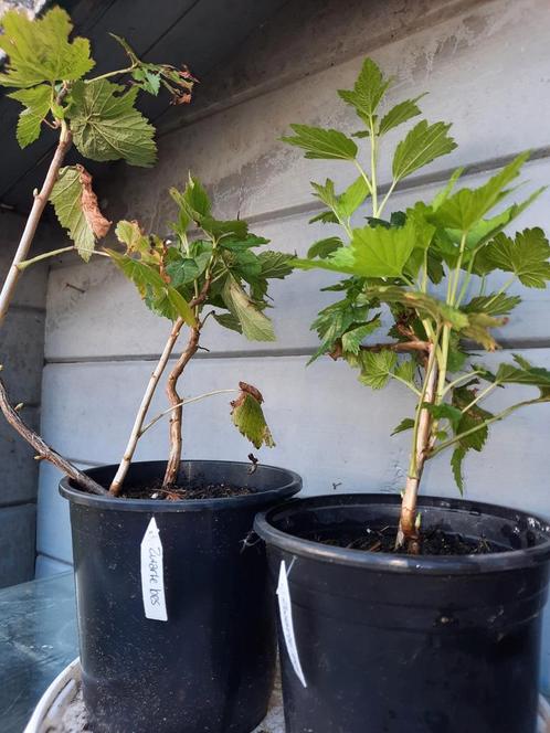 Zwarte bessen struik, Tuin en Terras, Planten | Fruitbomen, Overige soorten, Minder dan 100 cm, Zomer, Ophalen