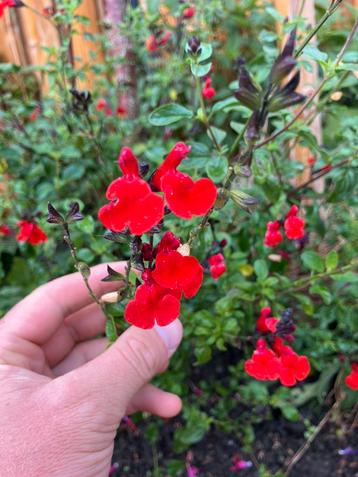 Salvia’s op aanvraag! beschikbaar voor biedingen
