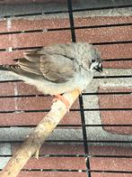 Zebravink gratis, Dieren en Toebehoren, Mannelijk