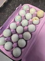 Celadon japanse kwartel broedeieren, Ophalen of Verzenden, Zo goed als nieuw, Overige typen