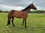 Knappe 3 jarige merrie Fontaine TN x Uptown, Dieren en Toebehoren, Paarden, Merrie, 165 tot 170 cm, Dressuurpaard