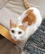 We zoeken een fijn huisje voor onze lieve kat, Izzy, Dieren en Toebehoren, Katten en Kittens | Overige Katten, Poes, Kortharig