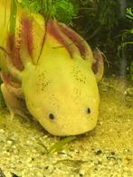 Axolotls, Dieren en Toebehoren, Vis