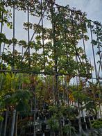 Lei liquidambar te koop! (Amberboom), Tuin en Terras, Planten | Bomen, Bloeit niet, Leiboom, Halfschaduw, 250 tot 400 cm