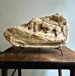 Mosasauruskaak 100% Origineel - groot formaat!, Ophalen, Fossiel