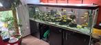 Aquarium 220cm, Ophalen, Gebruikt, Gevuld zoetwateraquarium