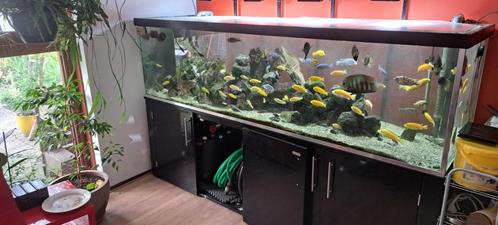 Aquarium 220cm, Dieren en Toebehoren, Vissen | Aquaria en Toebehoren, Gebruikt, Gevuld zoetwateraquarium, Ophalen