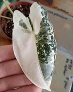 Alocasia frydek variegata! (1), Huis en Inrichting, Kamerplanten, Ophalen, Overige soorten, Halfschaduw, Minder dan 100 cm