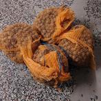 Walnoten 2025, Diversen, Ophalen of Verzenden