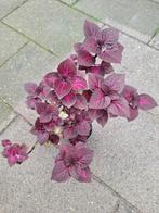 Siernetel plant, Huis en Inrichting, Kamerplanten, Ophalen, Overige soorten, Minder dan 100 cm