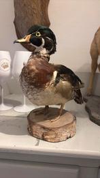 Opgezette kleurvolle eend, Ophalen, Zo goed als nieuw, Vogel, Opgezet dier