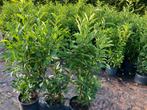 Prunus Genolia deze week in de aanbieding ., Tuin en Terras, Planten | Struiken en Hagen, Ophalen, Laurier, Haag, 100 tot 250 cm