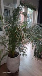 Grote Areca Palm in Pot, Huis en Inrichting, Kamerplanten, Ophalen, Palm, Halfschaduw, In pot