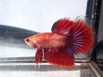 Betta man marble halfmoon, Dieren en Toebehoren, Vissen | Aquariumvissen, Vis