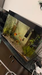 Aquarium with fishes 145 liter, Ophalen, Gebruikt, Leeg aquarium