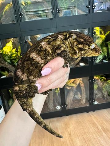 Rhacodatylus leachianus koppel beschikbaar voor biedingen