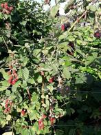 BRAMEN EB FRAMBOZEN, Ophalen, Vaste plant, Fruitplanten, Volle zon