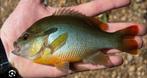 GEZOCHT: LEPOMIS AURITUS, ROODBORST ZONNEBAARS., Dieren en Toebehoren, Vissen | Vijvervissen, Baars of Goudwinde