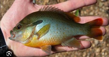 GEZOCHT: LEPOMIS AURITUS, ROODBORST ZONNEBAARS. beschikbaar voor biedingen
