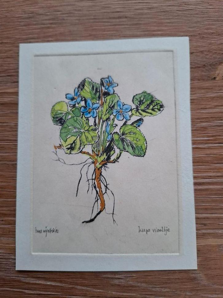 Etsje, ingekleurd, door Hans Wijnstok, kaaps viooltje, Antiek en Kunst, Kunst | Etsen en Gravures, Verzenden