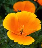 zaden 2025 Slaapmutsje  -Eschscholzia californica - oranje, Ophalen of Verzenden, Volle zon, Zaad