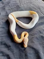 Mooie albino (leopard) pied + mojave h. Albino h. Pied  ball, Dieren en Toebehoren, Reptielen en Amfibieën, Slang