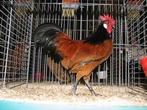 haantjes kriel, Dieren en Toebehoren, Pluimvee, Mannelijk, Kip