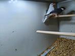 Mooi koppel rijstvogels, Dieren en Toebehoren, Meerdere dieren, Tropenvogel, Geringd
