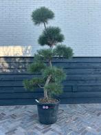 Pinus Sylvestris bonsai pon pon, Ophalen, Halfschaduw, Overige soorten, 100 tot 250 cm