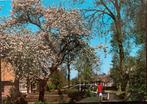 Giethoorn, mooi Giethoorn., Ophalen of Verzenden, 1940 tot 1960, Gelopen, Overijssel
