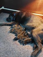 Te koop Boulab pup Labrador x Berner Sennen, Dieren en Toebehoren, Honden | Niet-rashonden, Parvo, 8 tot 15 weken, Meerdere, Meerdere dieren