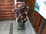 Plant, Ophalen, Zomer