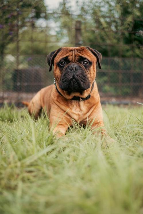 Bullmastiff dekreu, Dieren en Toebehoren, Honden | Dekreuen, Reu, Fokker | Professioneel, Meerdere, Nederland, 3 tot 5 jaar