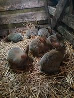 Vlaamse reus jongen, Dieren en Toebehoren, Konijnen, Meerdere dieren, Groot, 0 tot 2 jaar