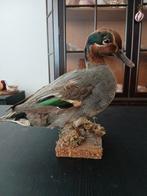 Antieke opgezette wintertaling eend, Ophalen, Gebruikt, Vogel, Opgezet dier