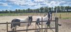 Natuurlijke plek vrij voor 2 paarden- paddock paradise, Dieren en Toebehoren, Stalling en Weidegang