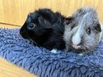Cavia broers beer 5 weken, Dieren en Toebehoren, Knaagdieren, Cavia, Mannelijk, Juli, Tam