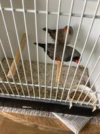 Zebravinken charcoal, Dieren en Toebehoren, Vogels | Overige Vogels, Meerdere dieren, Tropenvogel
