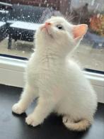 Lieve Ragdoll Redpoint kitten !!, Kater, Ontwormd, 0 tot 2 jaar