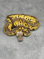 Python regius Pastel clown 100% het desert ghost man, Dieren en Toebehoren, Reptielen en Amfibieën, Slang, 0 tot 2 jaar