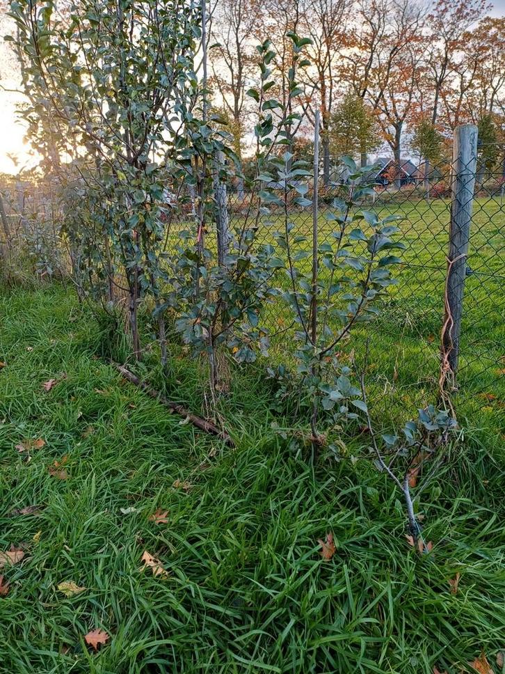 Fruitboompjes te koop, Tuin en Terras, Planten | Bomen, Overige soorten, Volle zon, Lente, In pot, Ophalen of Verzenden