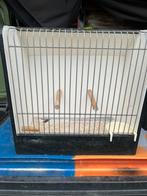 Nl tt kooien, Dieren en Toebehoren, Vogels | Kanaries, Vrouwelijk